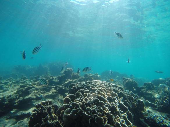 11289662_869299523137047_2144891137_n